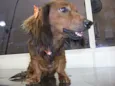 Lola