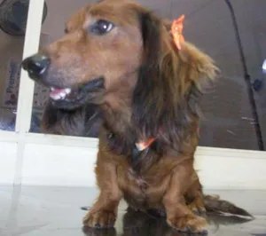 Cachorro raça teckel idade 4 anos nome Lola