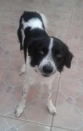 Cachorro raça sem raça definida idade 1 ano nome Bill