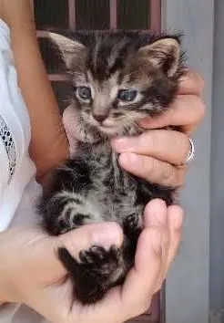 Gato raça vira- lata idade Abaixo de 2 meses nome Ferrugem