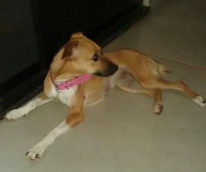 Cachorro ra a não sei idade 1 ano nome não sei
