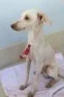 Cachorro ra a  idade 7 a 11 meses nome Alemão