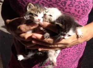 Gato raça Não definida idade Abaixo de 2 meses nome Sem nome