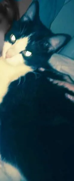 Gato raça indefinido idade 1 ano nome Mia