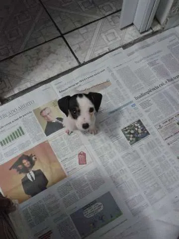 Cachorro ra a SRD idade Abaixo de 2 meses nome Clarinha