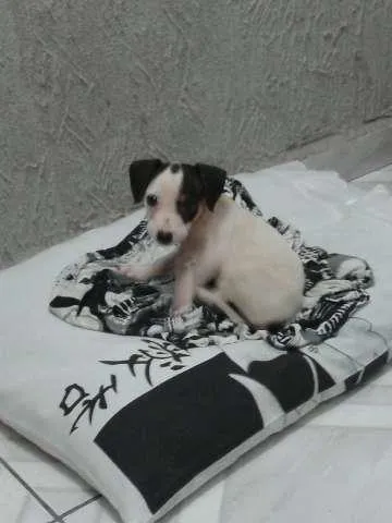 Cachorro ra a SRD idade Abaixo de 2 meses nome Clarinha