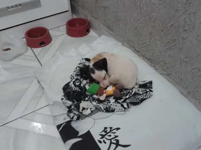 Cachorro ra a SRD idade Abaixo de 2 meses nome Clarinha