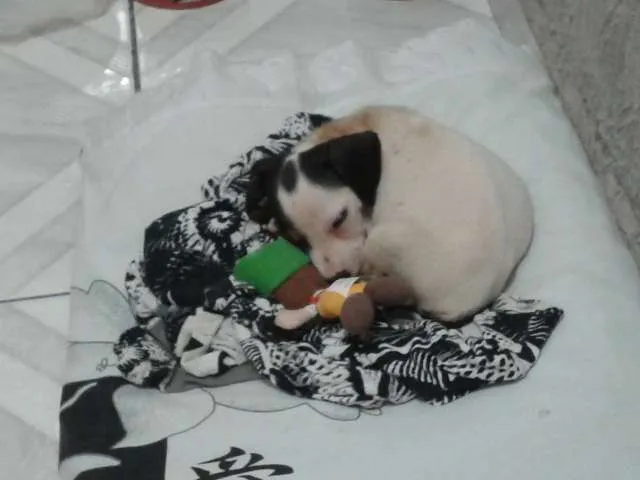 Cachorro ra a SRD idade Abaixo de 2 meses nome Clarinha