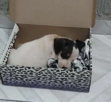 Cachorro ra a SRD idade Abaixo de 2 meses nome Clarinha