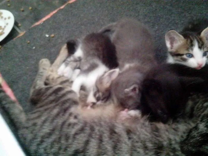 Gato ra a vira lata idade Abaixo de 2 meses nome Sem nome