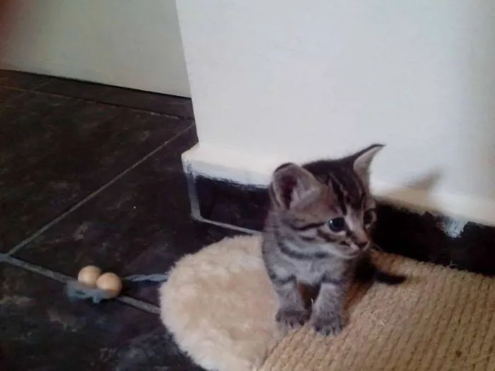 Gato ra a vira lata idade Abaixo de 2 meses nome Sem nome