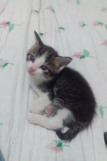 Gato ra a vira lata idade Abaixo de 2 meses nome Sem nome