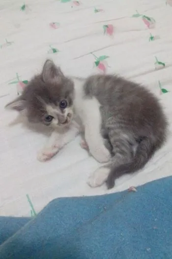 Gato ra a vira lata idade Abaixo de 2 meses nome Sem nome