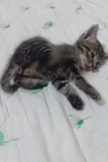 Gato ra a vira lata idade Abaixo de 2 meses nome Sem nome