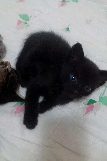 Gato ra a vira lata idade Abaixo de 2 meses nome Sem nome