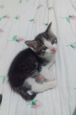 Gato raça  idade Abaixo de 2 meses nome Sem nome
