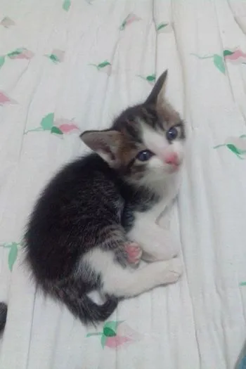 Gato ra a  idade Abaixo de 2 meses nome Sem nome