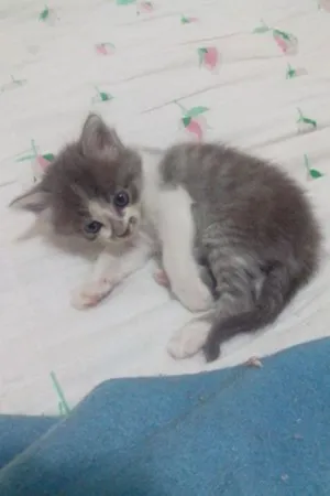 Gato raça  idade Abaixo de 2 meses nome Sem nome
