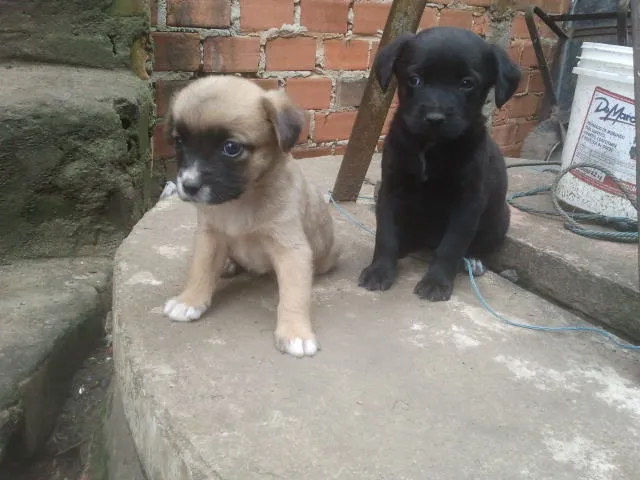 Cachorro ra a Sem idade Abaixo de 2 meses nome Filhote