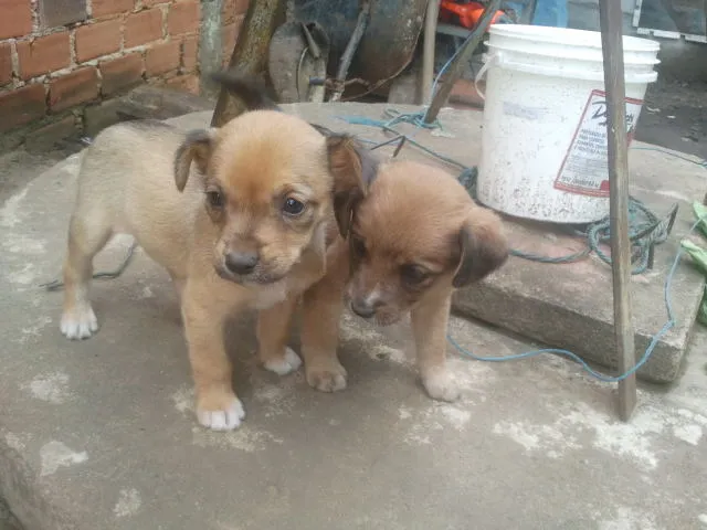 Cachorro ra a Sem idade Abaixo de 2 meses nome Filhote