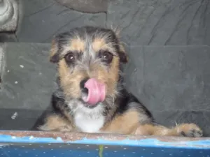 Cachorro raça Vira Lata idade 1 ano nome Teddy