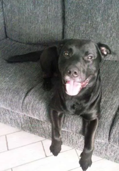Cachorro raça SRD idade 3 anos nome Amun-ra