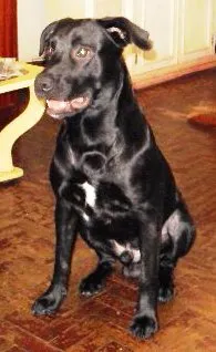 Cachorro raça SRD idade 3 anos nome Amun-ra