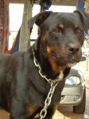 Cachorro raça ROTTWEILER misturado idade 5 anos nome Thor