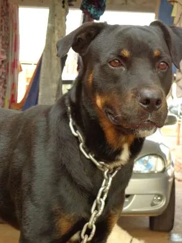 Cachorro ra a ROTTWEILER misturado idade 5 anos nome Thor