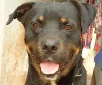 Cachorro ra a ROTTWEILER misturado idade 5 anos nome Thor