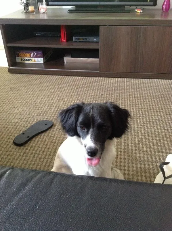 Cachorro ra a Mista idade 2 anos nome Tulipa