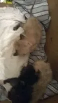 pretinho e gemeos