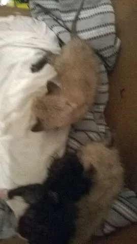 Gato raça Siamês idade Abaixo de 2 meses nome pretinho e gemeos