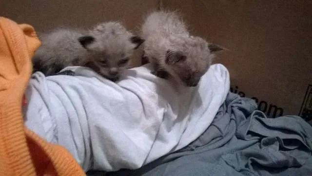 Gato raça Siamês idade Abaixo de 2 meses nome pretinho e gemeos