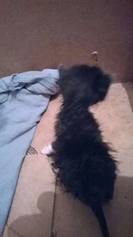Gato raça Siamês idade Abaixo de 2 meses nome pretinho e gemeos