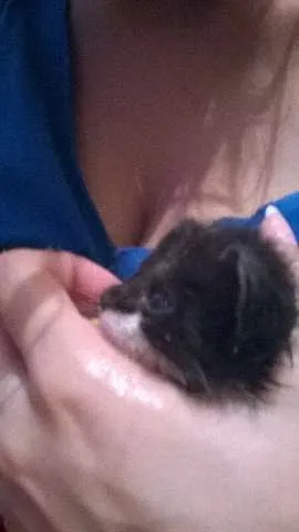 Gato raça Siamês idade Abaixo de 2 meses nome pretinho e gemeos
