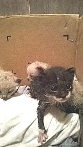 Gato raça Siamês idade Abaixo de 2 meses nome pretinho e gemeos