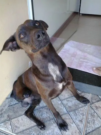 Cachorro ra a SRD idade 4 anos nome Pingo