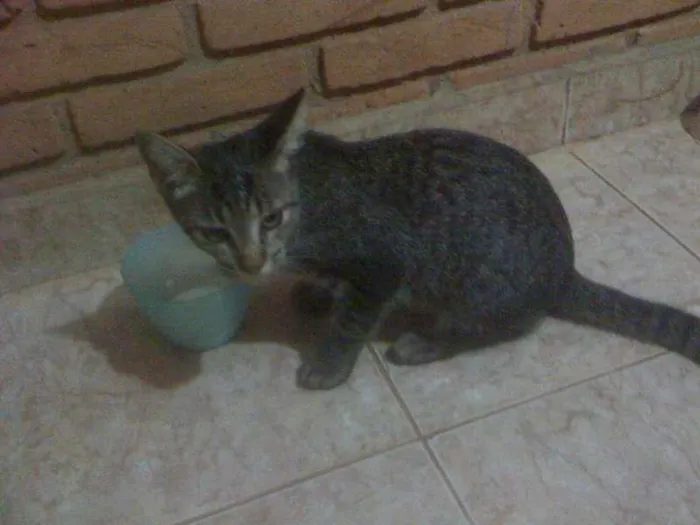 Gato ra a SRD idade 2 a 6 meses nome Netuno