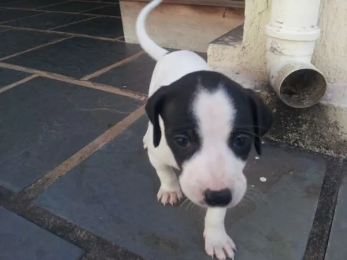 Cachorro ra a Indefinida idade Abaixo de 2 meses nome Docinha e Pepito