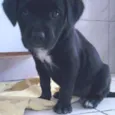 kika