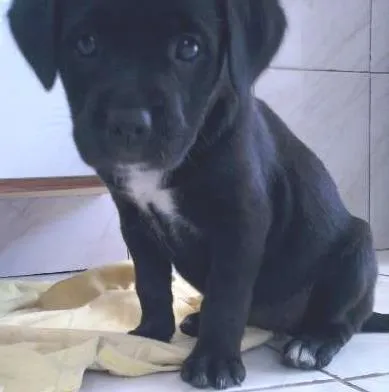 Cachorro ra a vira lata idade Abaixo de 2 meses nome kika