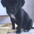 kika