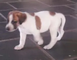 Cachorro raça Indefinida idade Abaixo de 2 meses nome Docinha e Pepito