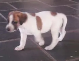 Cachorro ra a Indefinida idade Abaixo de 2 meses nome Docinha e Pepito