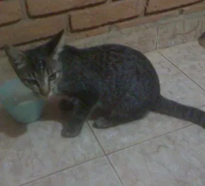 Gato raça SRD idade 2 a 6 meses nome Netuno