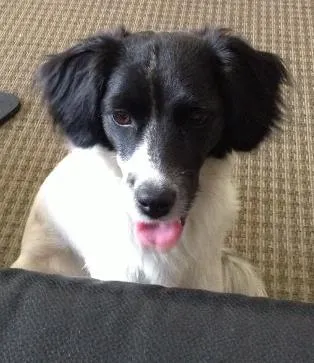 Cachorro ra a Mista idade 2 anos nome Tulipa