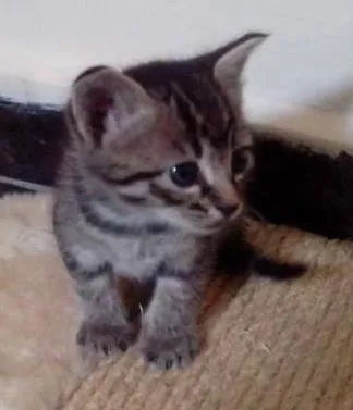 Gato ra a  idade Abaixo de 2 meses nome Sem nome