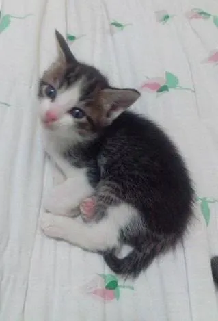 Gato ra a vira lata idade Abaixo de 2 meses nome Sem nome