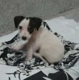 Cachorro ra a SRD idade Abaixo de 2 meses nome Clarinha